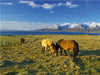Weites Weideland nahe Akureyri - CALVENDO Foto-Puzzle - calvendoverlag 29.99