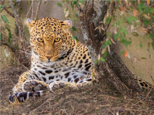 Leopardin - CALVENDO Foto-Puzzle - calvendoverlag 29.99