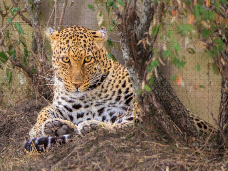 Leopardin - CALVENDO Foto-Puzzle