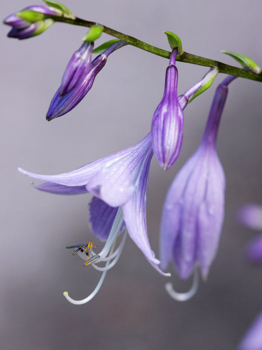 Hostablüten - CALVENDO Foto-Puzzle - calvendoverlag 29.99