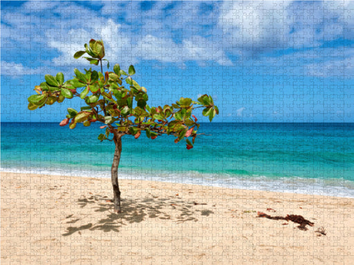 Karibischer Strand auf Grenada - CALVENDO Foto-Puzzle - calvendoverlag 29.99