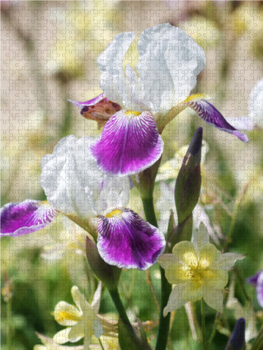 Iris in Begleitung von Akeleien - CALVENDO Foto-Puzzle - calvendoverlag 29.99