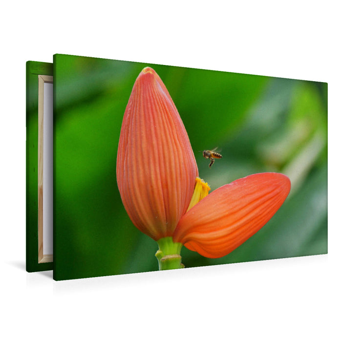 Premium textile canvas Premium textile canvas 120 cm x 80 cm landscape Red blossom with bee 