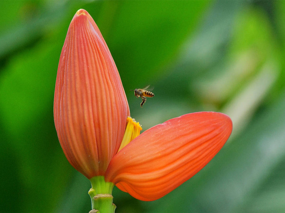 Fleur rouge avec abeille - Puzzle photo CALVENDO 