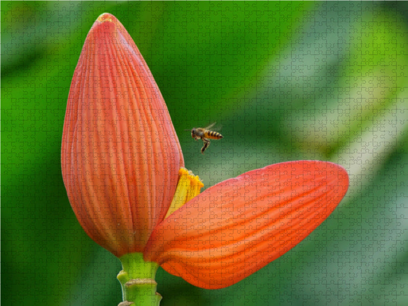 Rote Blüte mit Biene - CALVENDO Foto-Puzzle - calvendoverlag 29.99