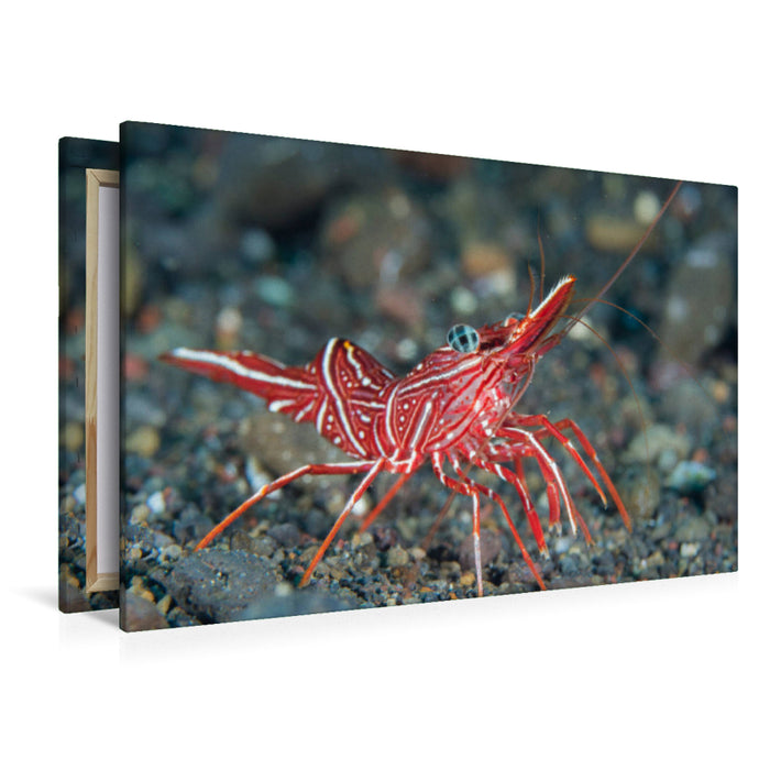 Premium textile canvas Premium textile canvas 120 cm x 80 cm landscape dancing shrimp 