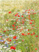 Blumen im Kornfeld - CALVENDO Foto-Puzzle - calvendoverlag 29.99