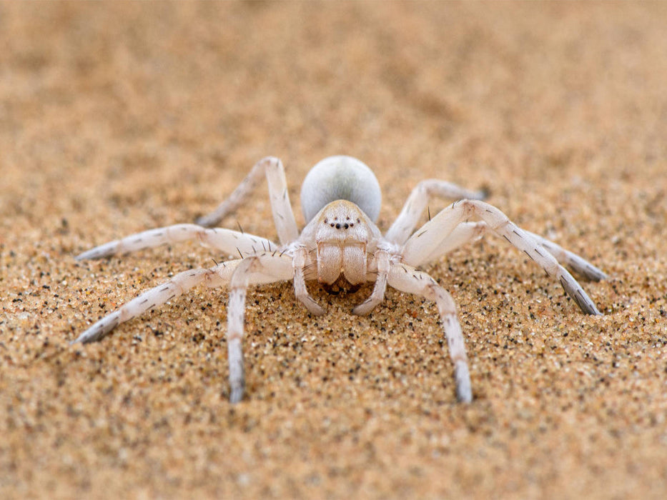 Une araignée du désert - Puzzle photo CALVENDO 