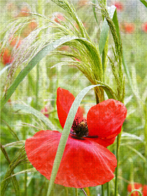 Rote Mohnblume - CALVENDO Foto-Puzzle - calvendoverlag 29.99