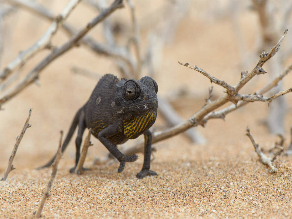 Un caméléon du désert - Puzzle photo CALVENDO 