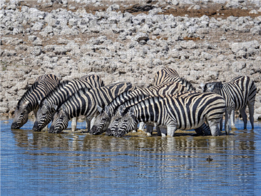Zebras - CALVENDO Foto-Puzzle - calvendoverlag 29.99