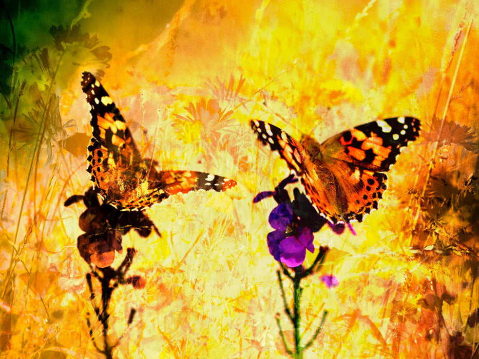 Papillon ART - Puzzle photo CALVENDO 