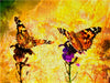 Schmetterlings-ART - CALVENDO Foto-Puzzle - calvendoverlag 29.99