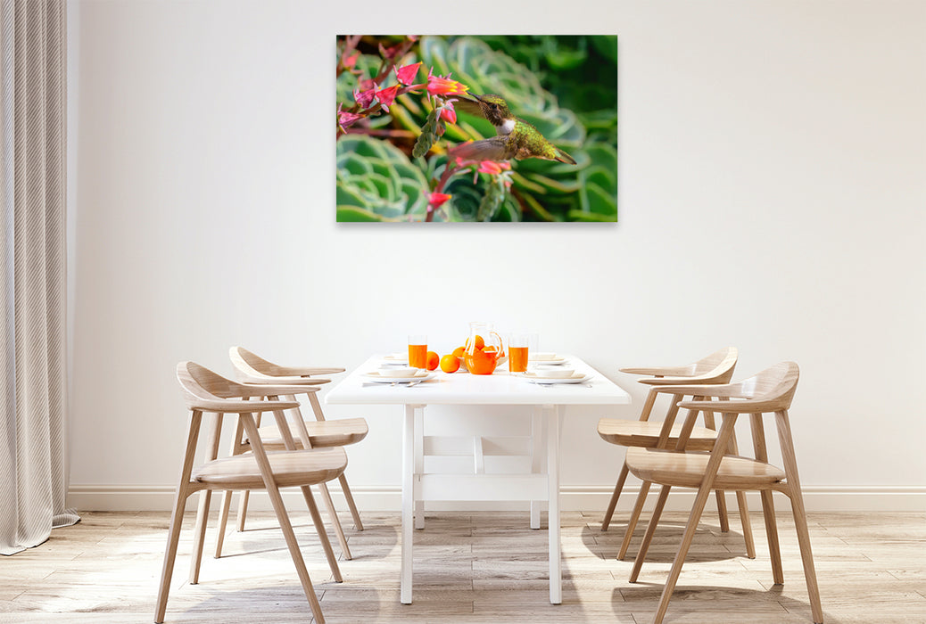 Premium textile canvas Premium textile canvas 120 cm x 80 cm landscape Volcanic elf on an Echeveria, Costa Rica 