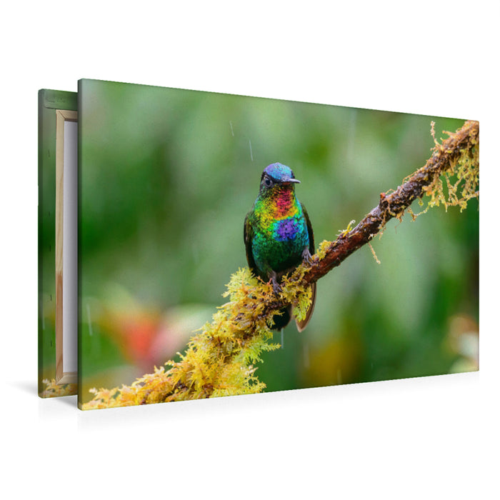 Premium textile canvas Premium textile canvas 120 cm x 80 cm landscape Fire-throated Hummingbird, Costa Rica 