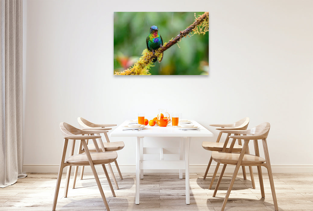 Premium textile canvas Premium textile canvas 120 cm x 80 cm landscape Fire-throated Hummingbird, Costa Rica 