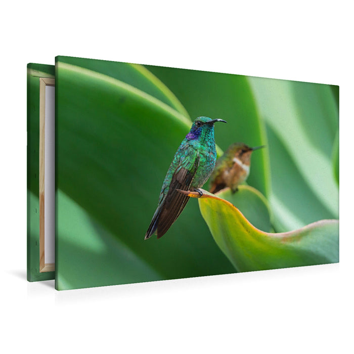 Premium textile canvas Premium textile canvas 120 cm x 80 cm landscape Small violet-eared hummingbird, behind it volcano elf, Costa Rica 