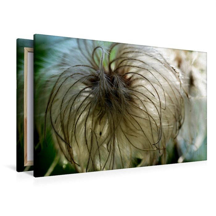 Premium textile canvas Premium textile canvas 120 cm x 80 cm landscape Delicate, fluffy clematis. 