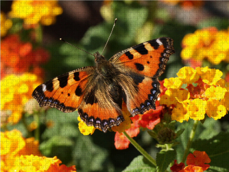 Kleiner Fuchs auf Lantana - CALVENDO Foto-Puzzle - calvendoverlag 29.99