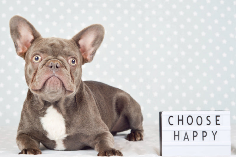 Premium Textil-Leinwand Premium Textil-Leinwand 120 cm x 80 cm quer Choose Happy - Französische Bulldogge macht "happy"