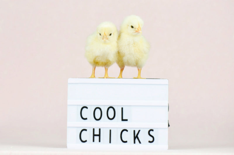 Premium Textil-Leinwand Premium Textil-Leinwand 75 cm x 50 cm quer Cool Chicks - Niedliche Küken