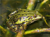 Teichfrosch - CALVENDO Foto-Puzzle - calvendoverlag 29.99