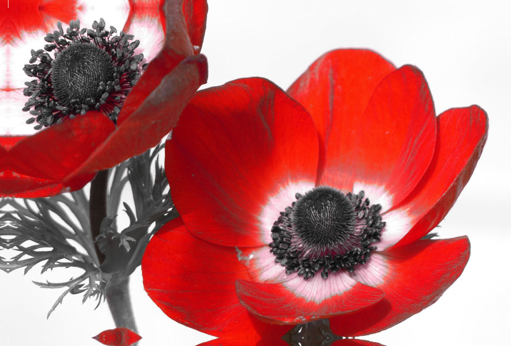 Premium textile canvas Premium textile canvas 120 cm x 80 cm landscape anemones 