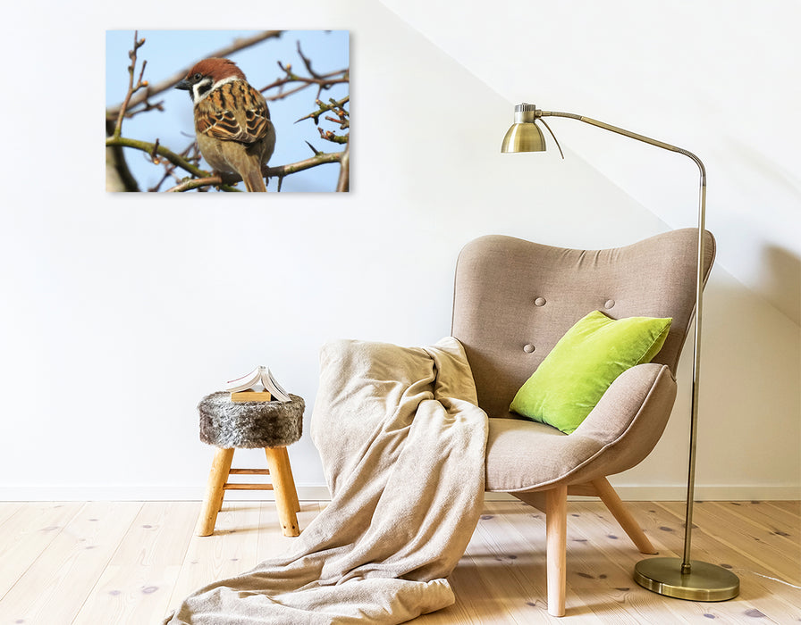 Premium Textil-Leinwand Premium Textil-Leinwand 75 cm x 50 cm quer Ein Motiv aus dem Kalender Vogelkalender