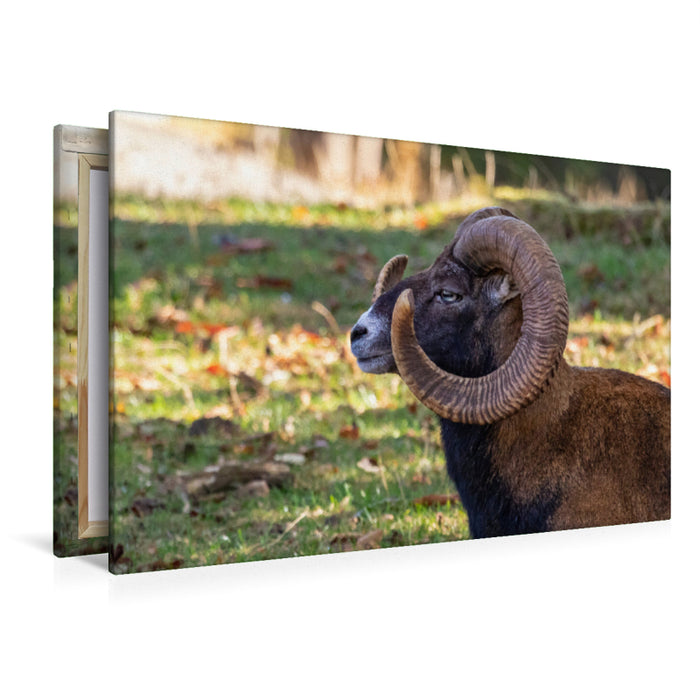 Premium textile canvas Premium textile canvas 120 cm x 80 cm across mouflon 