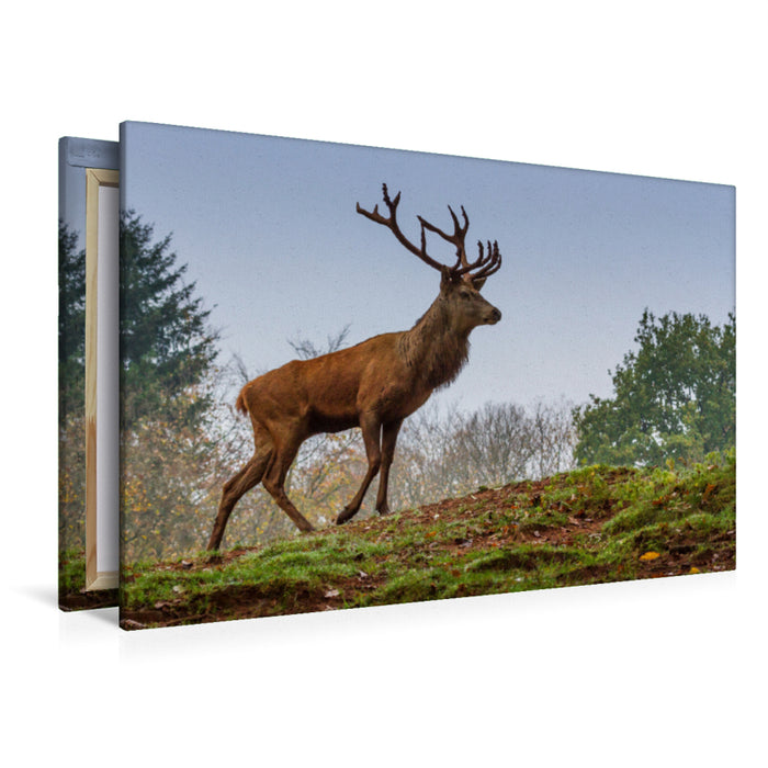 Premium Textil-Leinwand Premium Textil-Leinwand 120 cm x 80 cm quer Rothirsch (Cervus elaphus)