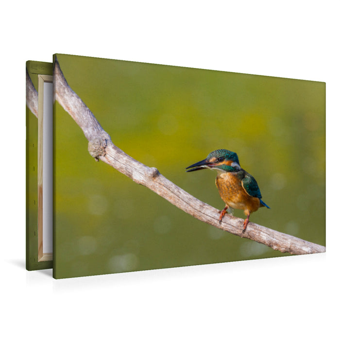 Premium textile canvas Premium textile canvas 120 cm x 80 cm landscape European kingfisher (Alcedo atthis) 