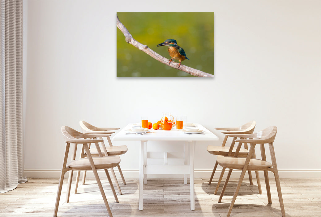 Premium textile canvas Premium textile canvas 120 cm x 80 cm landscape European kingfisher (Alcedo atthis) 