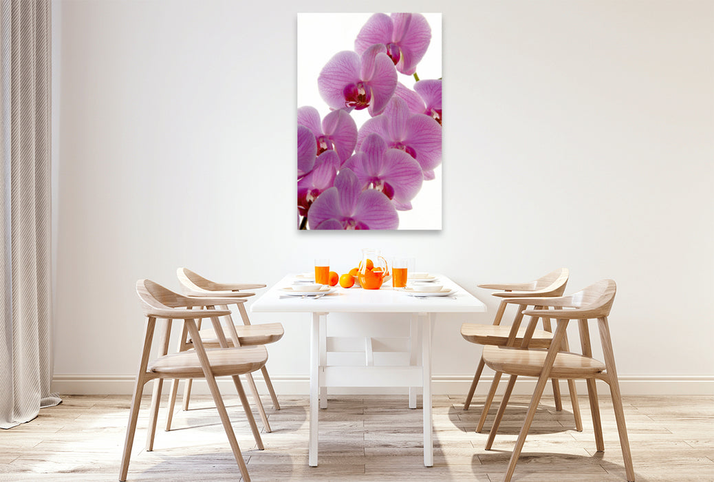 Premium Textil-Leinwand Premium Textil-Leinwand 80 cm x 120 cm  hoch Phalaenopsis