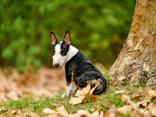 Bulllterrierwelpe sitzt an einem Baum - CALVENDO Foto-Puzzle - calvendoverlag 29.99