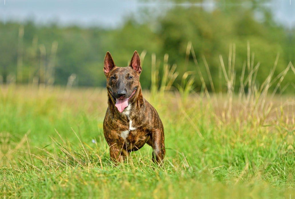 Premium Textil-Leinwand Premium Textil-Leinwand 120 cm x 80 cm quer Bullterrier steht im Gras