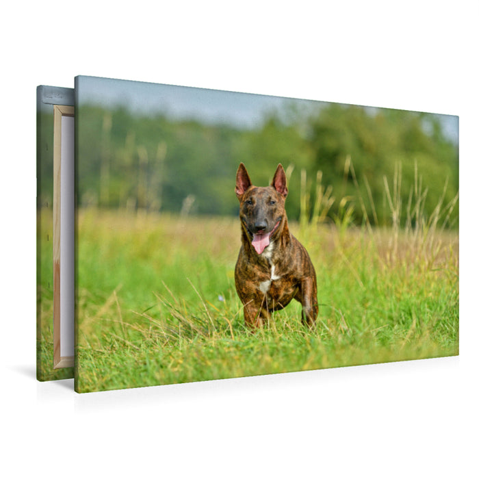 Premium Textil-Leinwand Premium Textil-Leinwand 120 cm x 80 cm quer Bullterrier steht im Gras