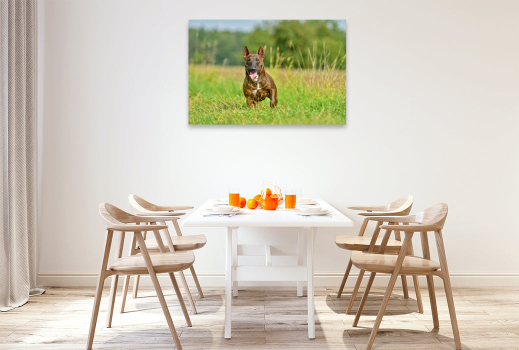 Premium Textil-Leinwand Premium Textil-Leinwand 120 cm x 80 cm quer Bullterrier steht im Gras