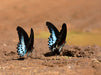 Schmetterlinge - CALVENDO Foto-Puzzle - calvendoverlag 39.99