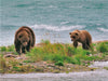 Braunbären, Katmai National Park - CALVENDO Foto-Puzzle - calvendoverlag 39.99