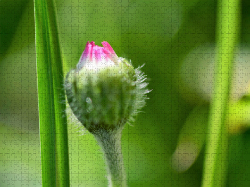 Starkes Duo - Gänseblümchen lehnt an Grashalm. - CALVENDO Foto-Puzzle - calvendoverlag 41.99