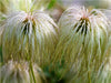 Federpuscheliger Fruchtstand einer Clematis - CALVENDO Foto-Puzzle - calvendoverlag 41.99