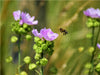 Biene im Anflug - CALVENDO Foto-Puzzle - calvendoverlag 41.99
