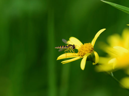 Schwebfliege auf gelber Blüte - CALVENDO Foto-Puzzle - calvendoverlag 40.99