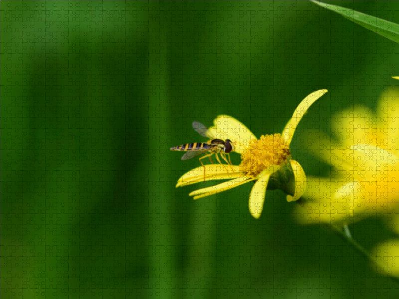 Schwebfliege auf gelber Blüte - CALVENDO Foto-Puzzle - calvendoverlag 40.99