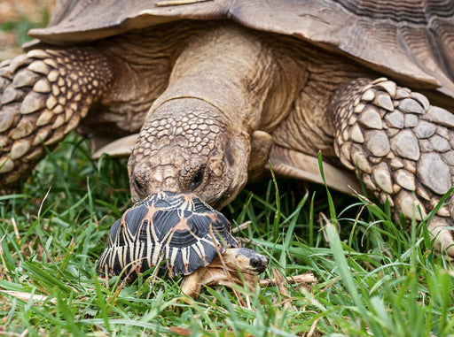 Afrikanische Spornschildkröte und eine kleine Strahlenschildkröte - CALVENDO Foto-Puzzle - calvendoverlag 39.99
