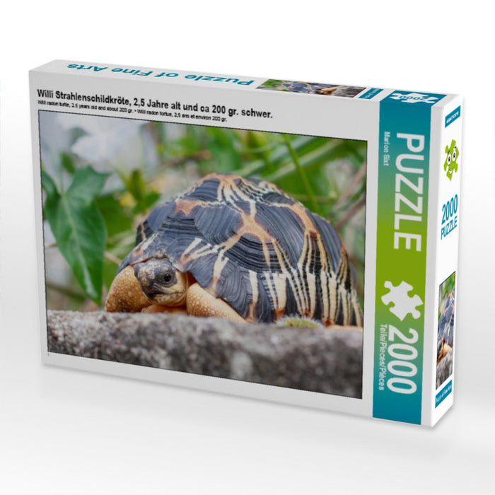 Willi Strahlenschildkröte, 2,5 Jahre alt und ca 200 gr. schwer. - CALVENDO Foto-Puzzle - calvendoverlag 39.99