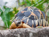 Willi Strahlenschildkröte, 2,5 Jahre alt und ca 200 gr. schwer. - CALVENDO Foto-Puzzle - calvendoverlag 39.99