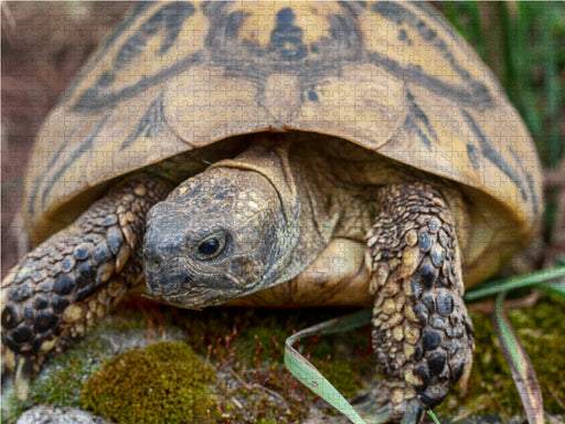 Paula eine Griechische Landschildkröte, ca. 60 Jahre alt und etwa 2,5 kg schwer. - CALVENDO Foto-Puzzle - calvendoverlag 39.99