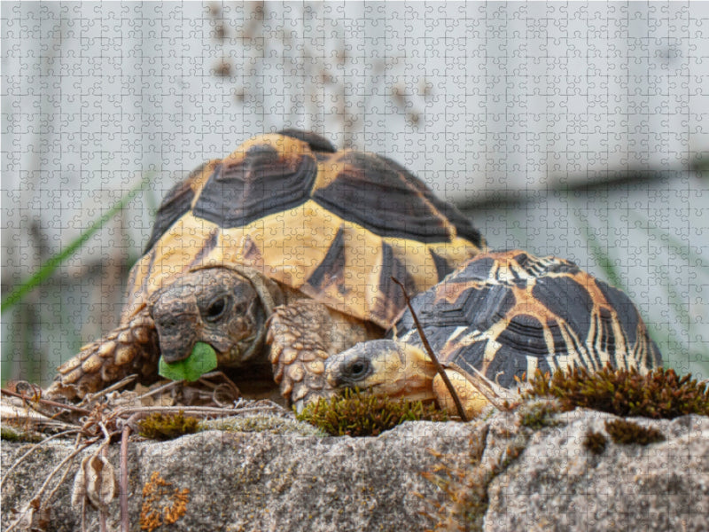 Fritz und Willi zwei Schildkröten - CALVENDO Foto-Puzzle - calvendoverlag 29.99