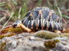 Willi Strahlenschildkröte, 2,5 Jahre alt und ca 200 gr. schwer. - CALVENDO Foto-Puzzle - calvendoverlag 39.99